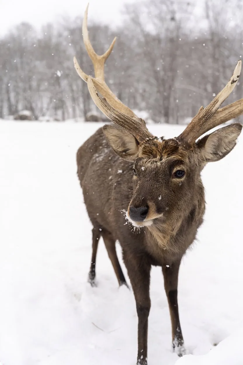 草地に立つ鹿の姿