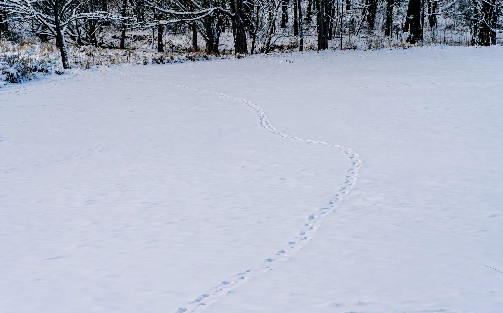 雪の上に残った鹿の足跡